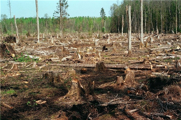 Красноярский лес